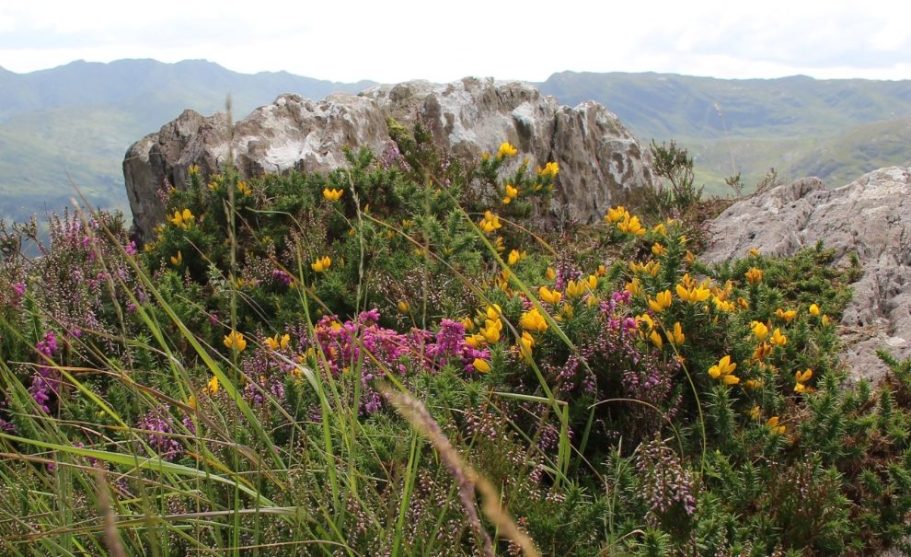 Natur1 Bunte Wildblumen in der Nähe eines Felsens mit Bergen im Hintergrund.